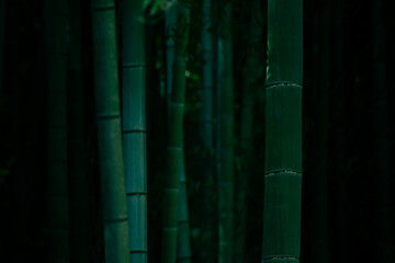 薄暗い竹林