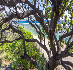 Veloutier du bord de mer à saint leu, Île de la Réunion 
