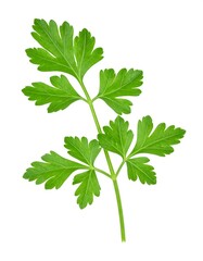Fresh parsley sprig against white background