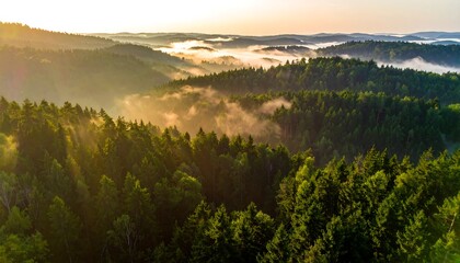 Sunrise over a misty forest
