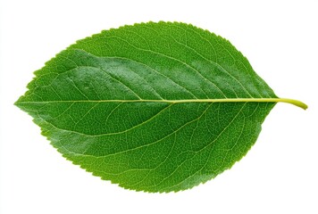 Single Green Leaf on White Background
