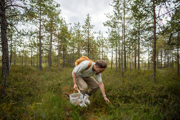 Interested man forager picking wild fungi from forest while crouching among trees in fall season woodland. Mushroom harvesting in, gathering by hand, fall woods hobby, woman enjoy collecting mushrooms