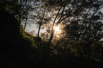 sunset in the forest