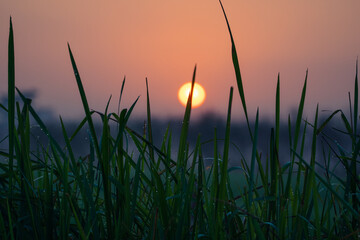 sunset in the grass