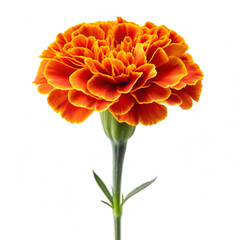 orange flower isolated on white