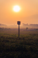 sunrise over the rice field