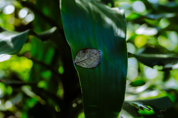 green leaves on the tree