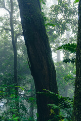 forest in the morning