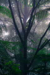 fog in the forest