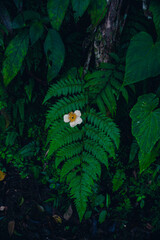 white flower in the night