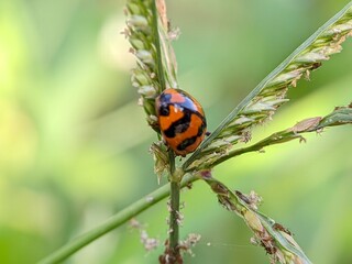 Macro Photo of Ladybug Coccinellidae
