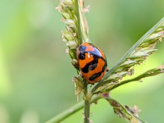 Macro Photo of Ladybug Coccinellidae