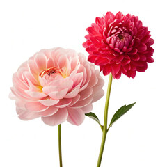 pink dahlia isolated on white