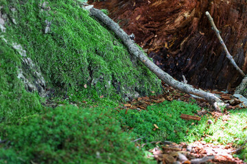 A fragment of a tree stump covered in rich green moss. Nearby lie thin branches and forest litter.