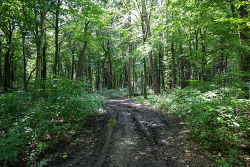 A forest road with deep ruts, passing through a dense green forest. Sunlight penetrates the leaves, creating bright patches