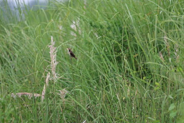 Small bird on tree