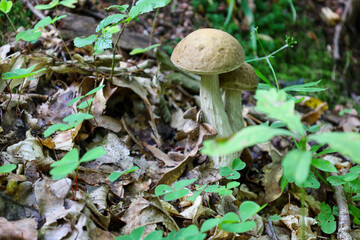 Two mushrooms grow side-by-side, surrounded by green and dry fallen leaves on the forest floor. This photo highlights the delicate beauty of woodland life, occurring in a natural, wild setting.