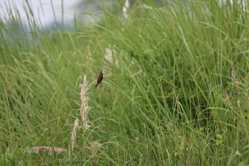 Small bird on tree
