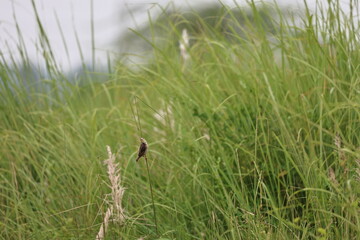 Small bird on tree