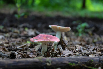 Two mushrooms with reddish-pink caps grow among dry leaves on the forest floor. This macro shot captures the quiet atmosphere of the woodland, showing the beauty of new life emerging after the rain.