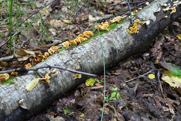 A fallen log covered in bright yellow mushrooms and green moss lies on the forest floor. This close-up landscape captures the process of decay and renewal within the woodland.
