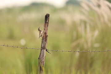 Eurasian Wryneck