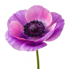 pink flower isolated on white