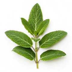 green nettle isolated on white background