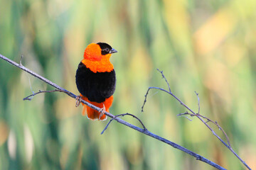 Red Bishop on the branch