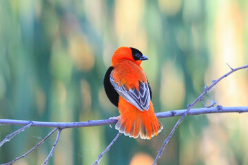 Red Bishop on the Branch