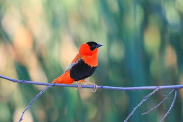 Red Bishop on the branch