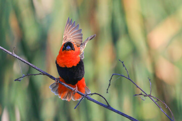 Red Bishop on the branch