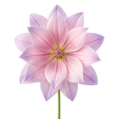 pink lotus isolated on white