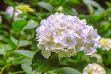 アジサイの小径　アジサイの花ー96