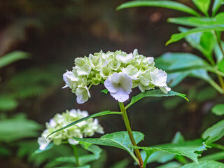 アジサイの小径　アジサイの花ー79