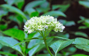 アジサイの小径　アジサイの花ー78