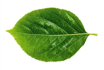 Obraz premium Vibrant Green Leaf Isolated on White Background