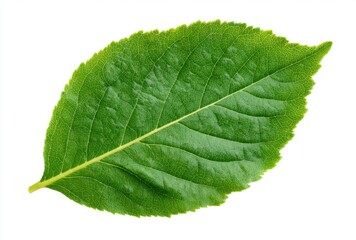 Obraz premium Vibrant Green Leaf Close up on White Background