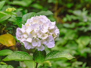 アジサイの小径　アジサイの花ー61