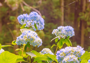 アジサイの小径　アジサイの花ー4