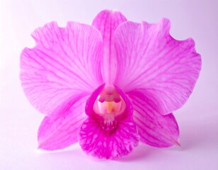 Close-up of a vibrant pink orchid blossom