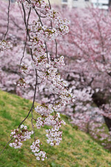 垂れ下がる土手の桜