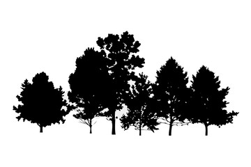Silhouette of a group of diverse trees