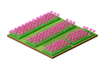 Isometric view of a field with rows of pink flowers
