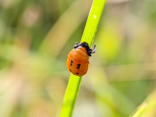 Macro Photo of Ladybug Pupa Coccinellidae
