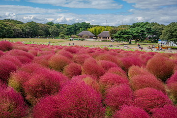 秋を彩るコキアの紅葉