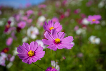 Obraz premium 色とりどりのコスモス畑
