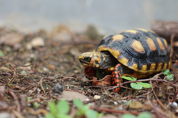 Cute small baby Red-foot Tortoise in the nature,The red-footed tortoise (Chelonoidis carbonarius) is a species of tortoise from northern South America