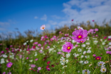 色とりどりのコスモス畑