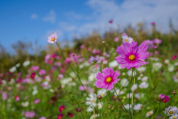 色とりどりのコスモス畑